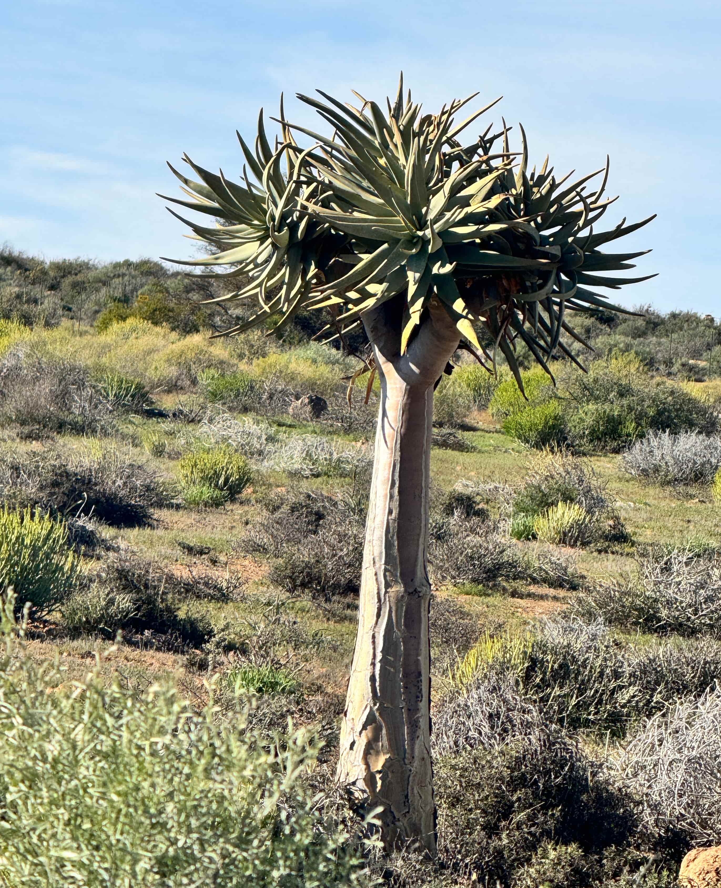 TOPS Search and Rescue