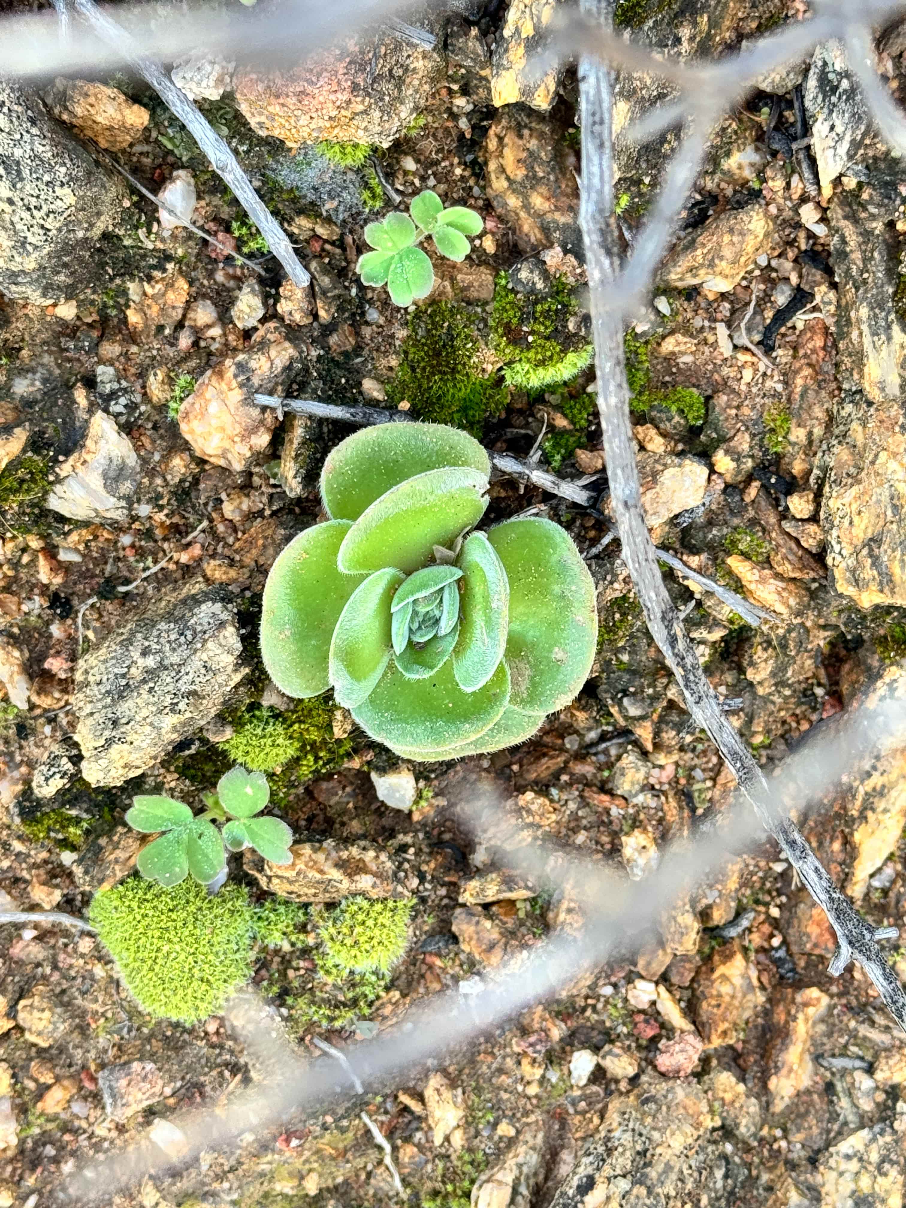 Ferrum Upington Powerline